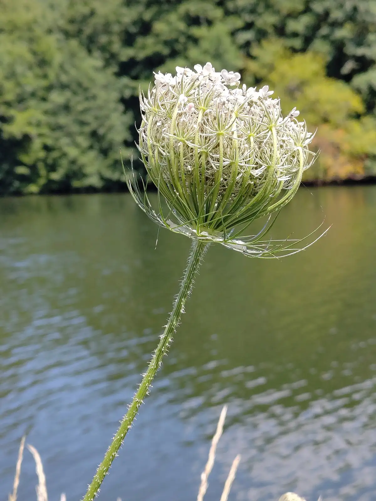 野胡萝卜 (Daucus carota) — 环境展示
