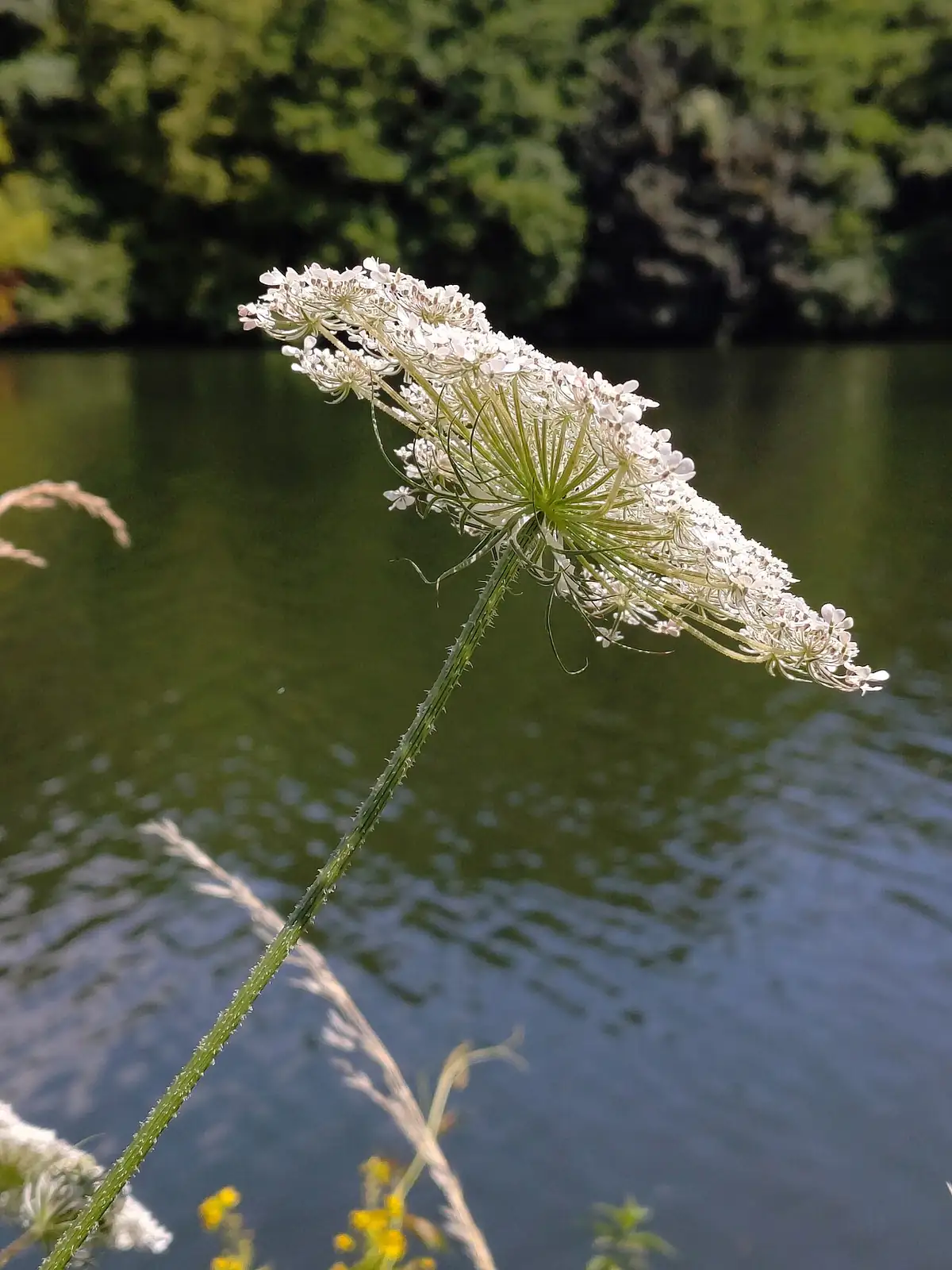 野胡萝卜 (Daucus carota) — 更多视角