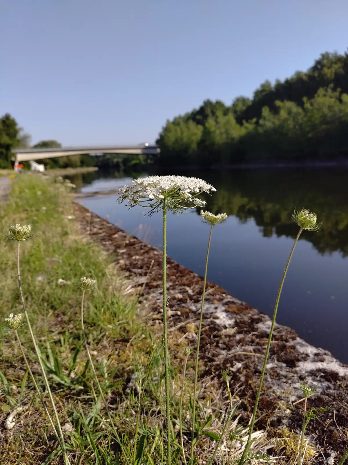 野胡萝卜 (Daucus carota) — 更多视角