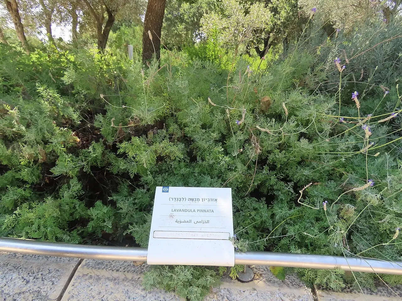 羽叶薰衣草 (Lavandula pinnata) — 特写