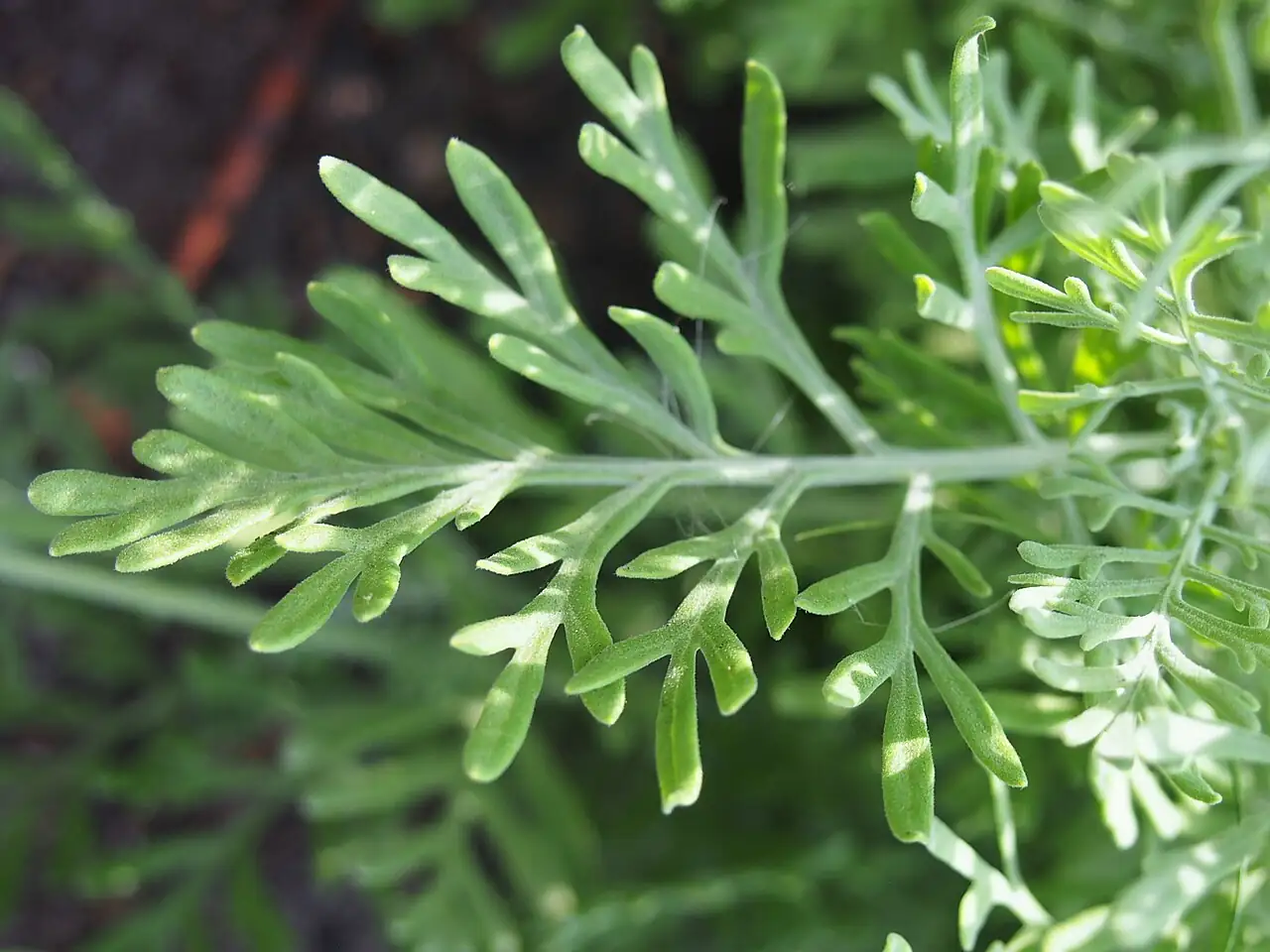 羽叶薰衣草 (Lavandula pinnata) — 环境展示