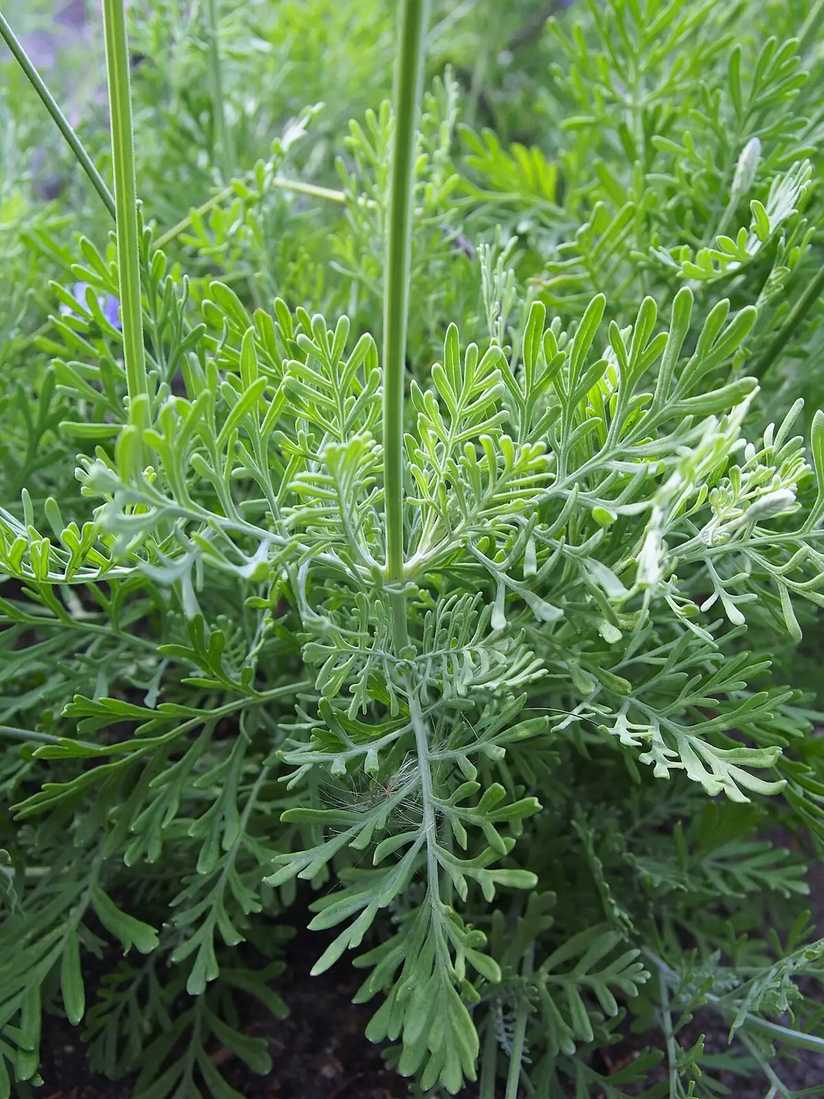 羽叶薰衣草 (Lavandula pinnata) — 更多视角