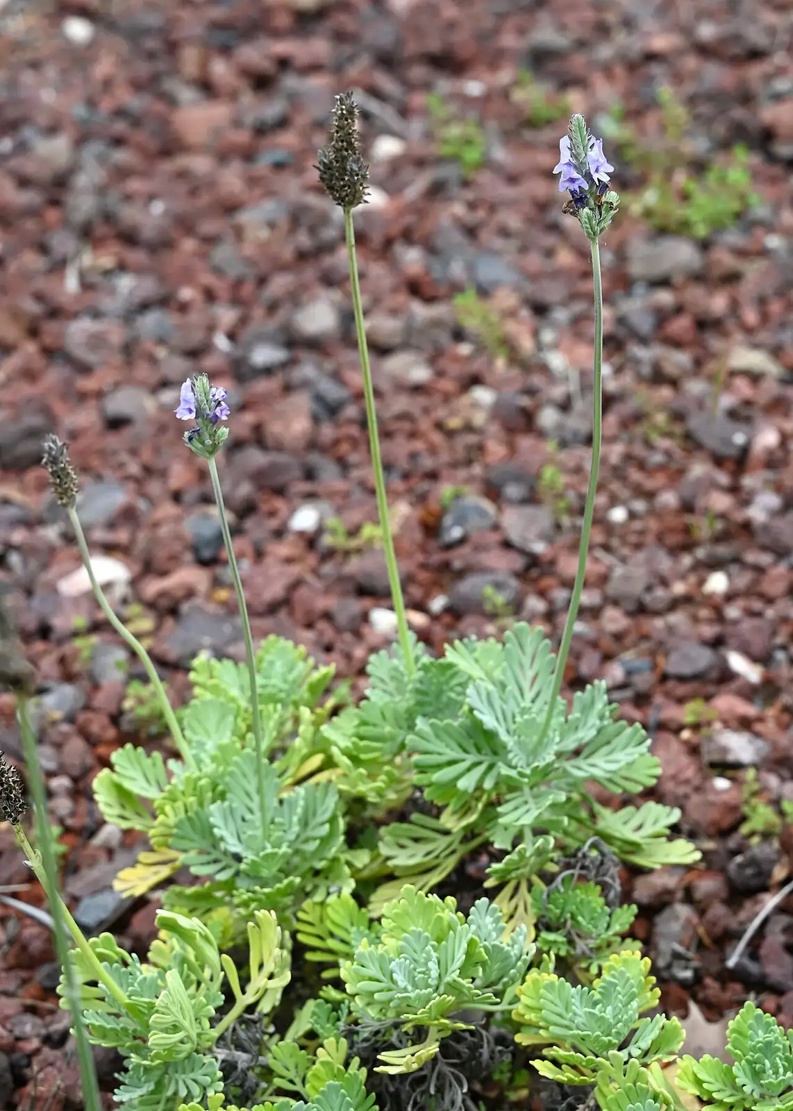羽叶薰衣草 (Lavandula pinnata) — 更多视角