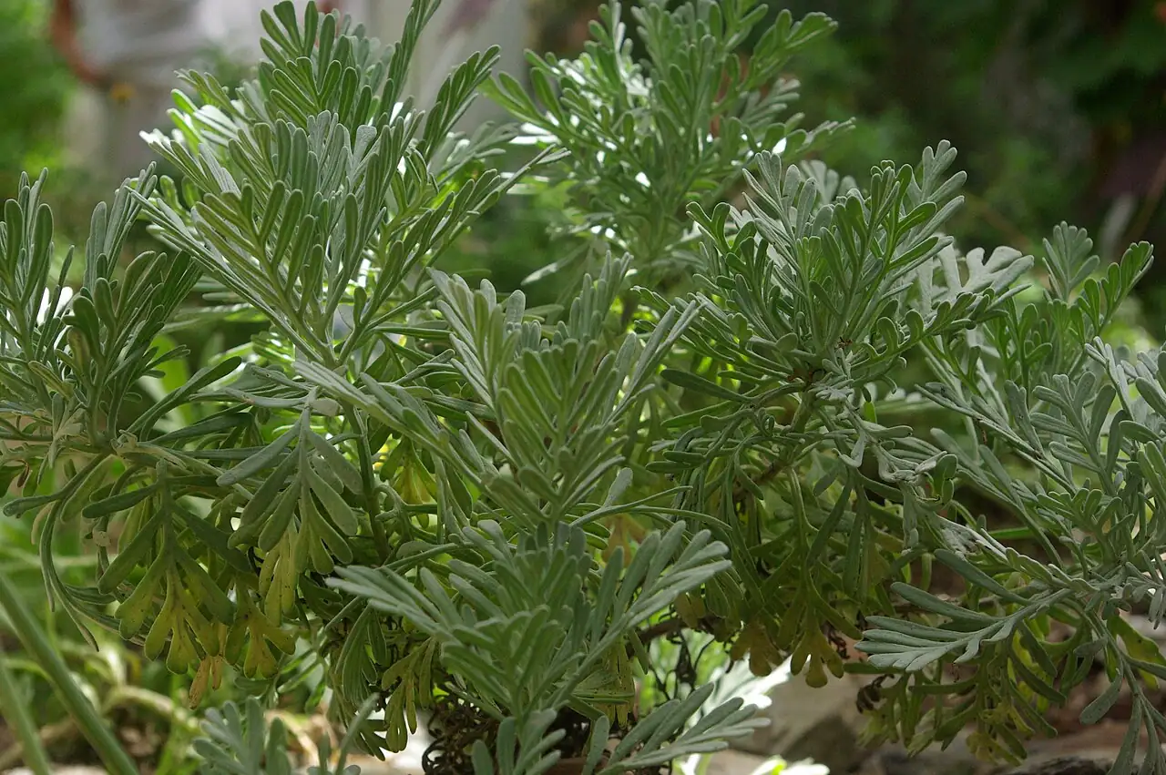 羽叶薰衣草 (Lavandula pinnata) — 更多视角