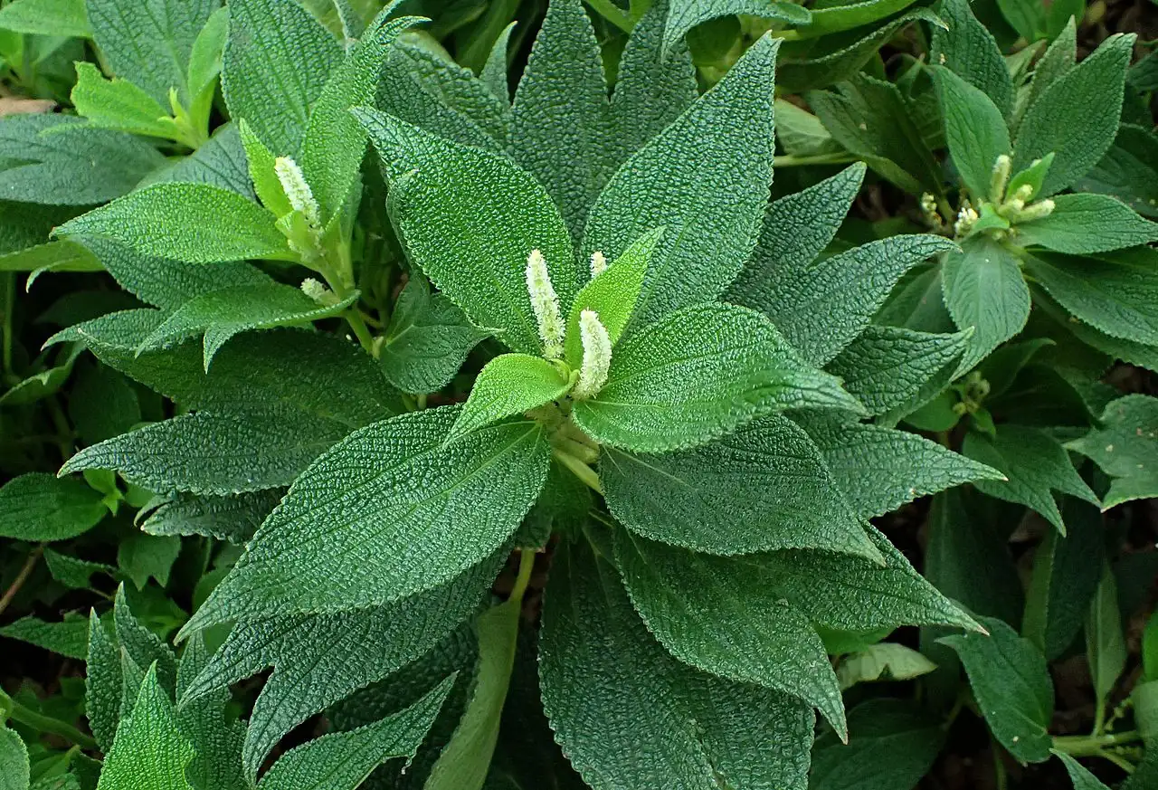 苎麻 (Boehmeria nivea) — 更多视角
