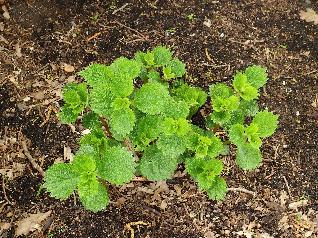 苎麻 (Boehmeria nivea) — 主图