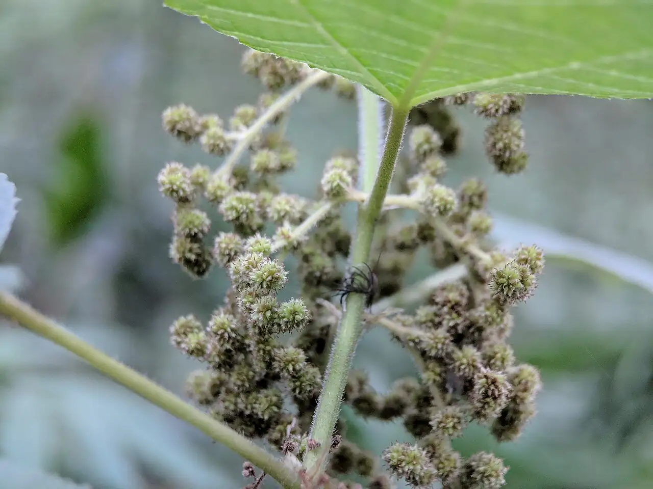 苎麻 (Boehmeria nivea) — 更多视角