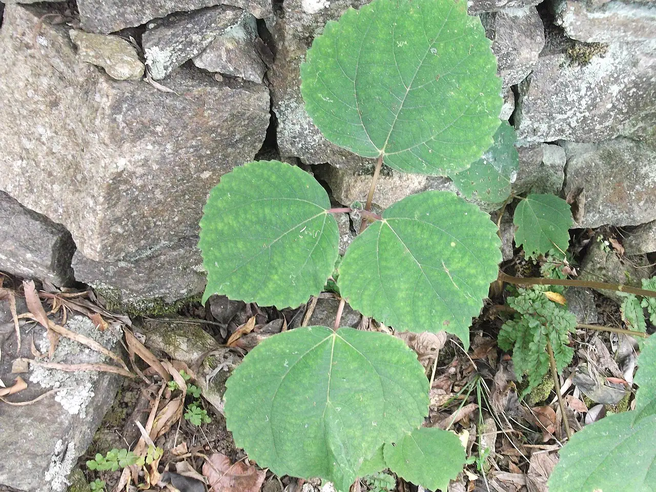 苎麻 (Boehmeria nivea) — 更多视角