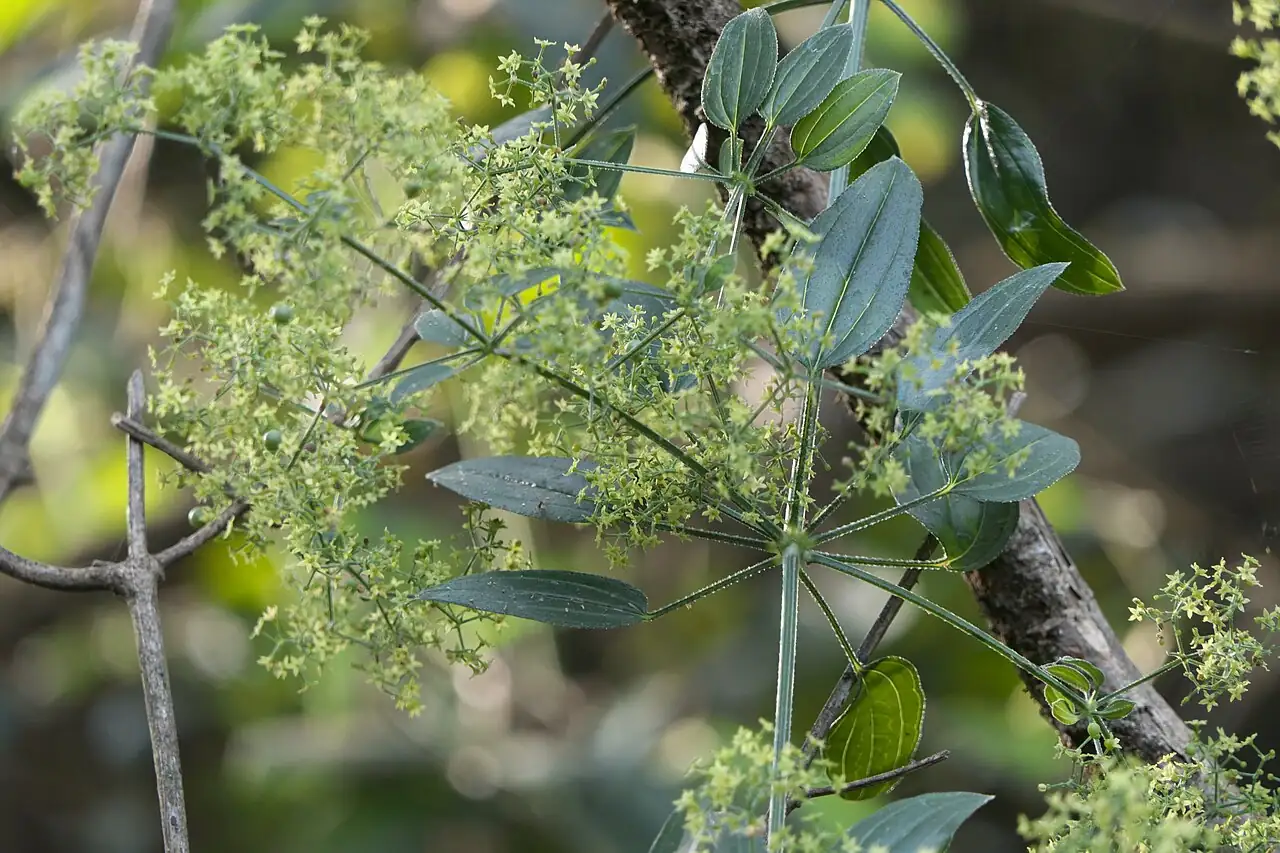 茜草 (Rubia cordifolia) — 特写