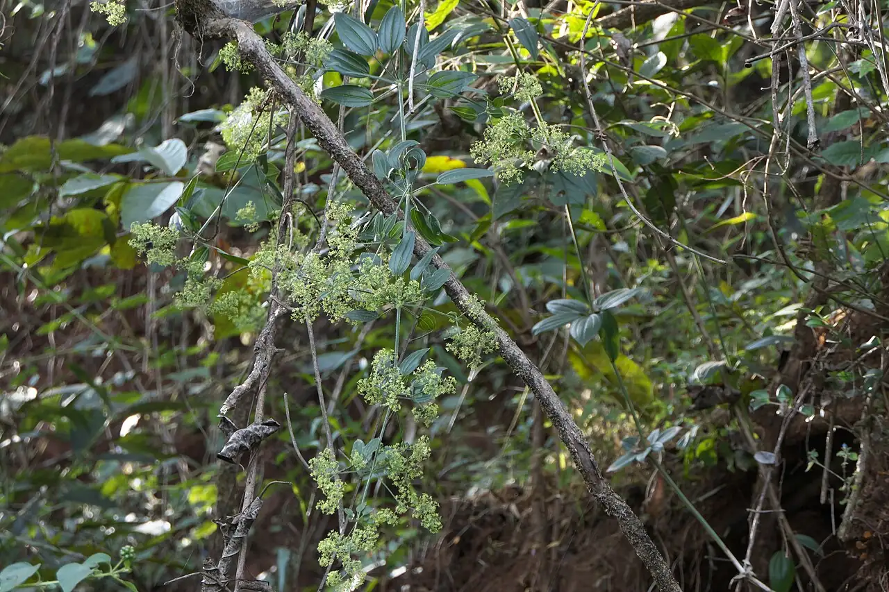 茜草 (Rubia cordifolia) — 环境展示