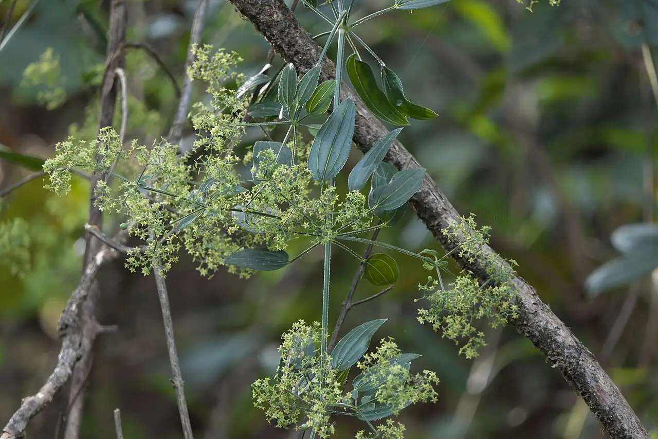 茜草 (Rubia cordifolia) — 更多视角