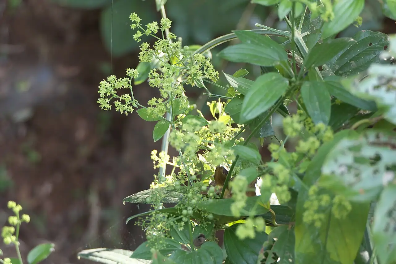 茜草 (Rubia cordifolia) — 更多视角