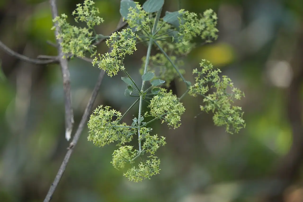 茜草 (Rubia cordifolia) — 更多视角