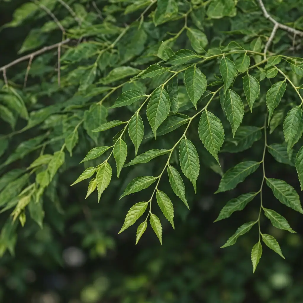 榆树 (Zelkova serrata) — 环境展示