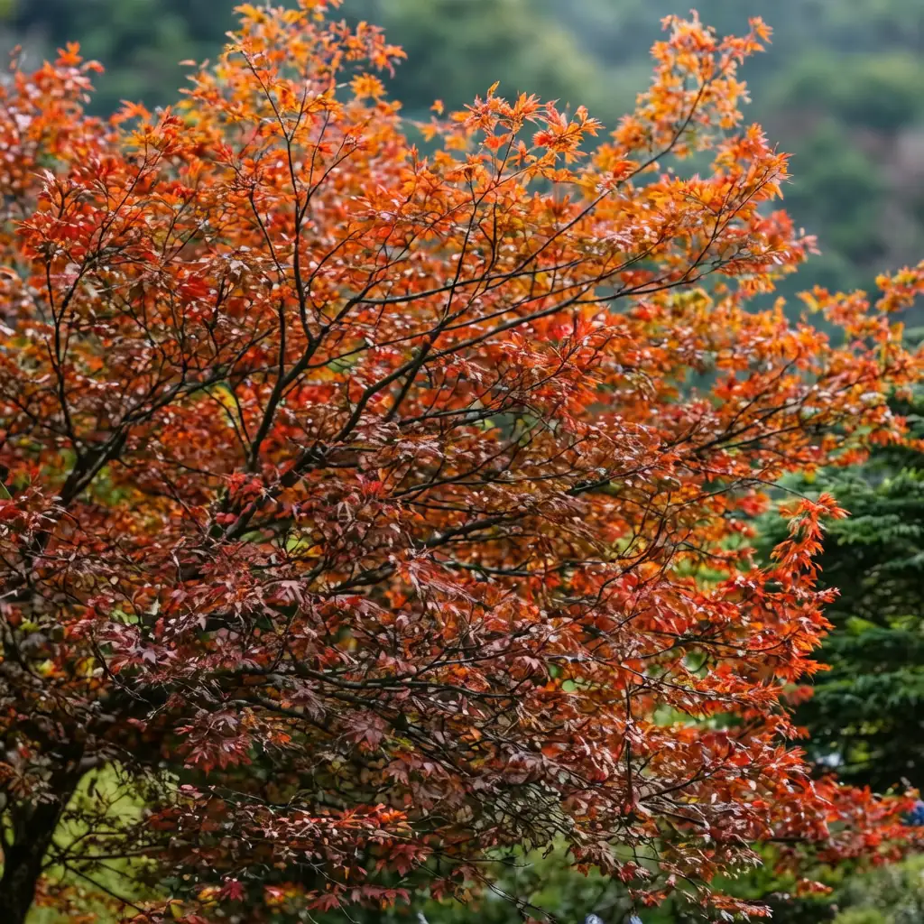 榆树 (Zelkova serrata) — 主图