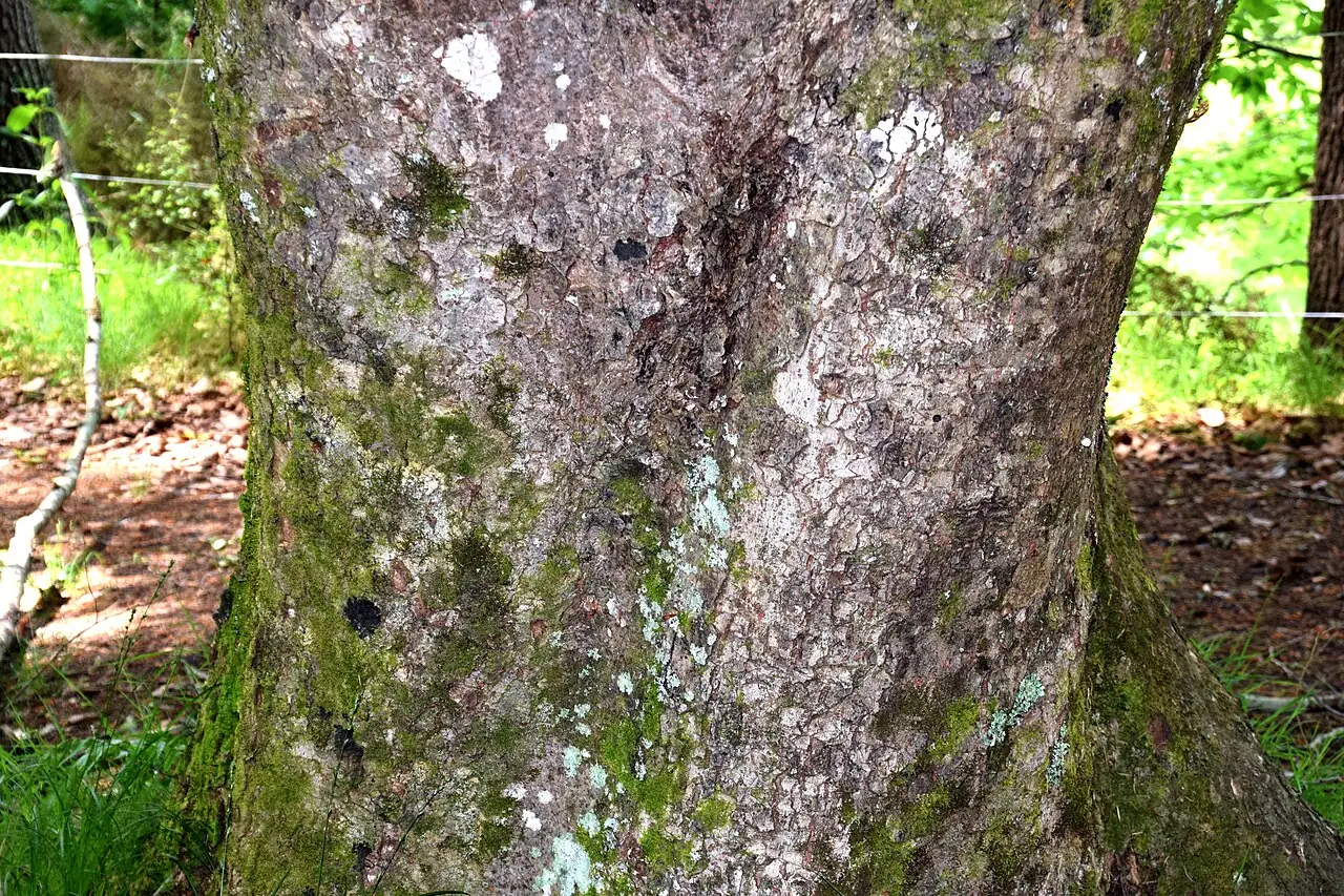 榆树 (Zelkova serrata) — 更多视角