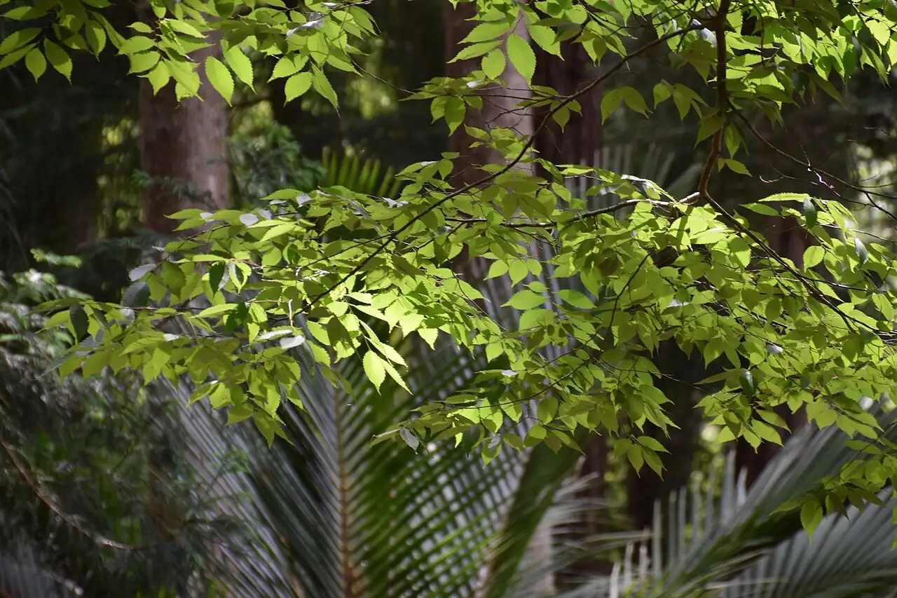 榆树 (Zelkova serrata) — 更多视角