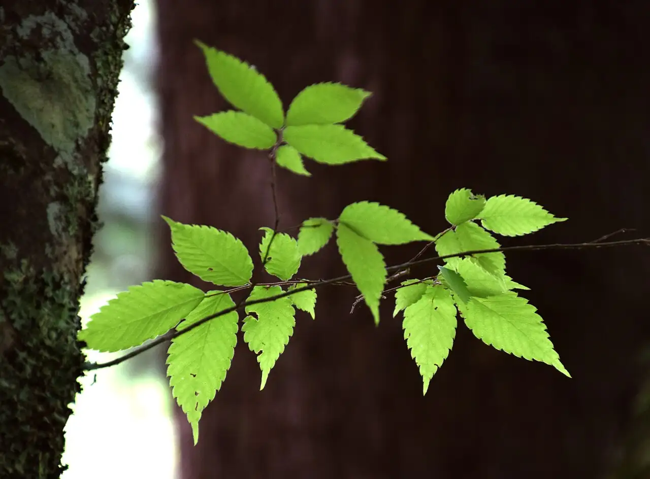 榆树 (Zelkova serrata) — 更多视角