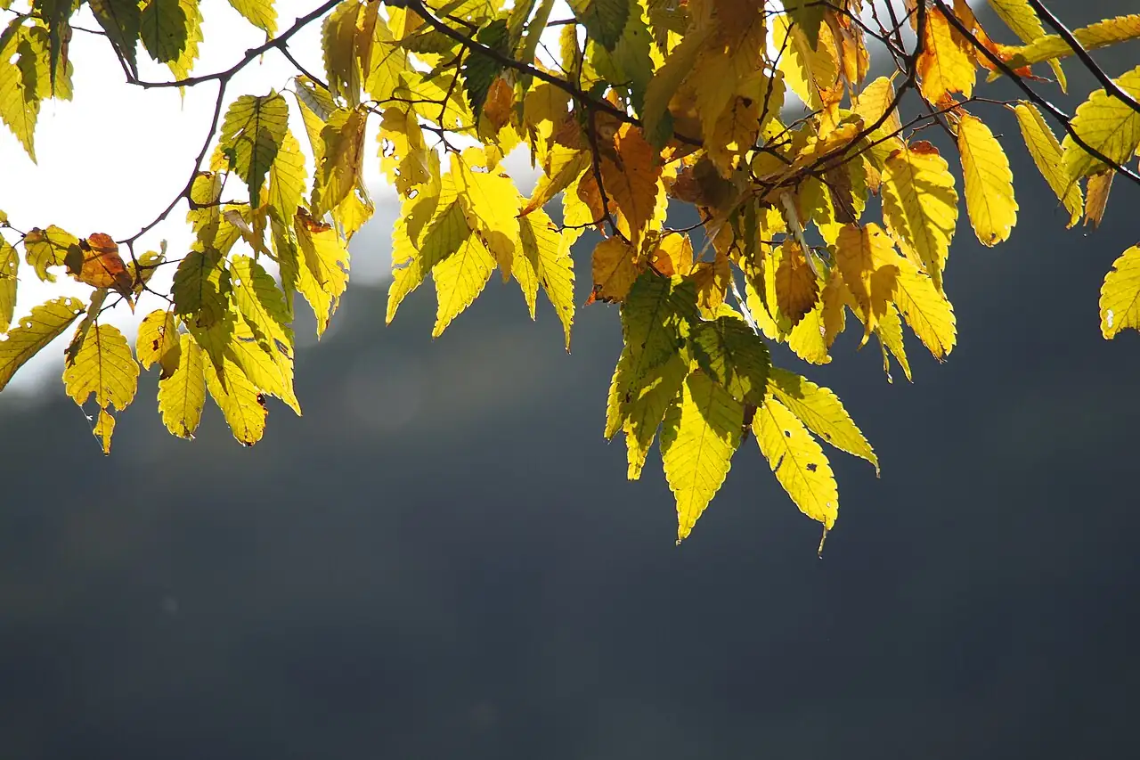 榆树 (Zelkova serrata) — 特写