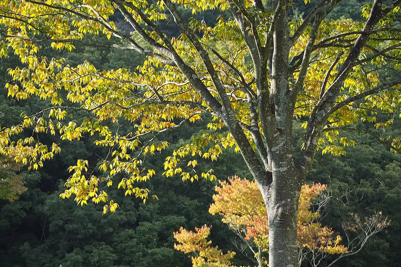 榆树 (Zelkova serrata) — 细节