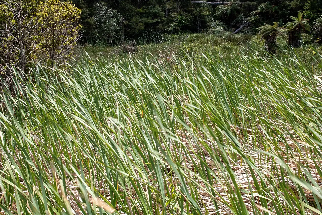 香蒲 (Typha orientalis) — 环境展示