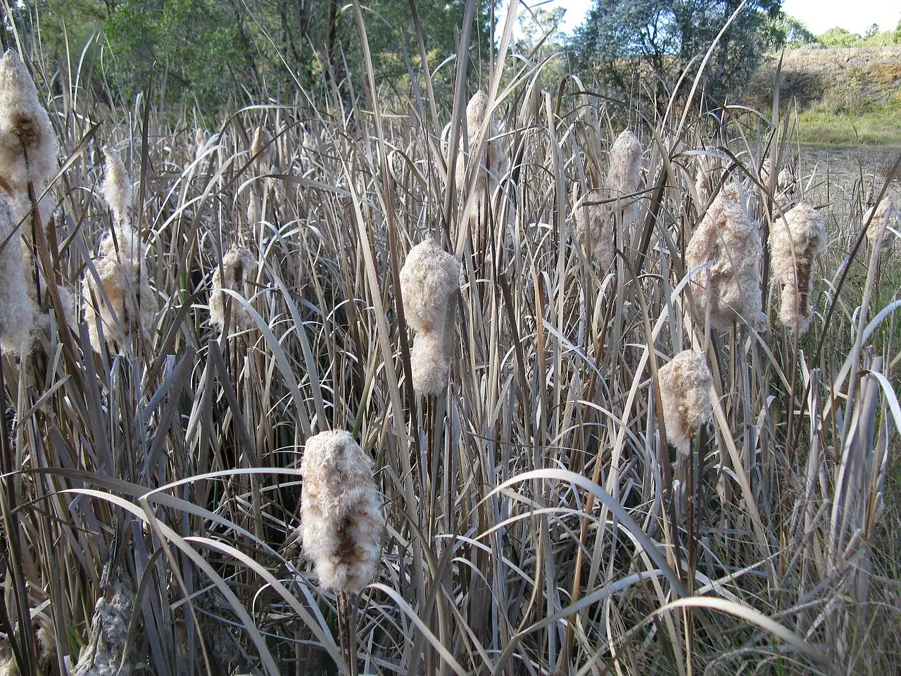 香蒲 (Typha orientalis) — 更多视角