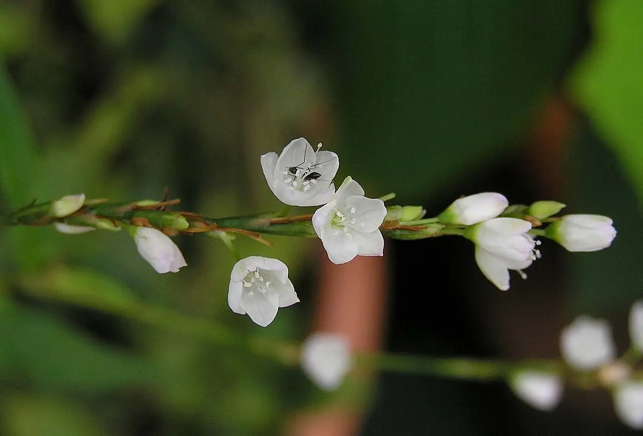 毛蓼 (Polygonum barbatum) — 特写