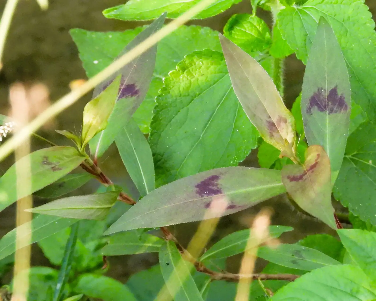 毛蓼 (Polygonum barbatum) — 环境展示
