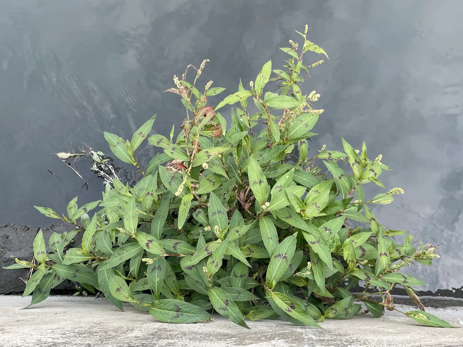 毛蓼 (Polygonum barbatum) — 更多视角