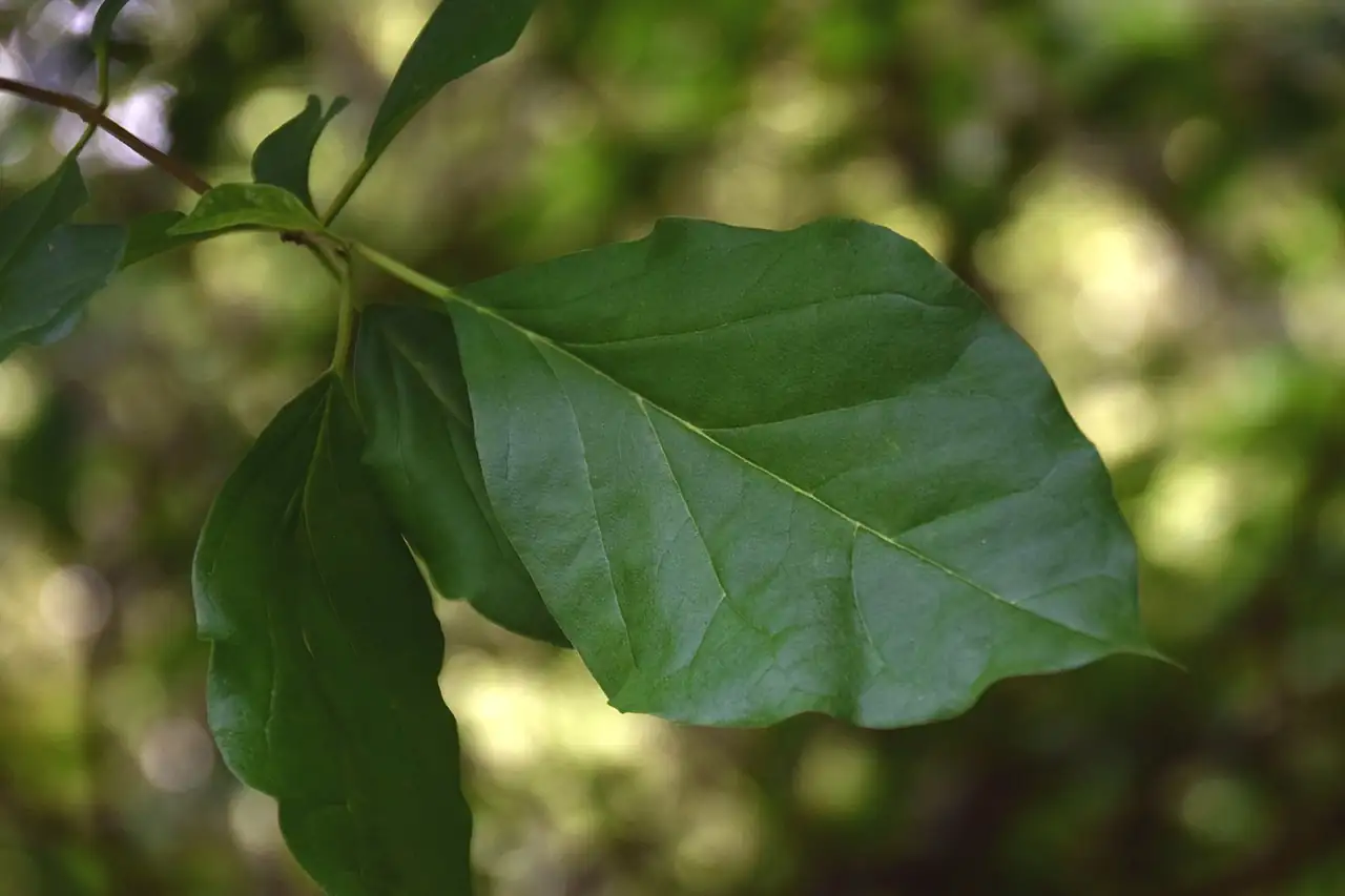 柘 (Cudrania tricuspidata) — 更多视角