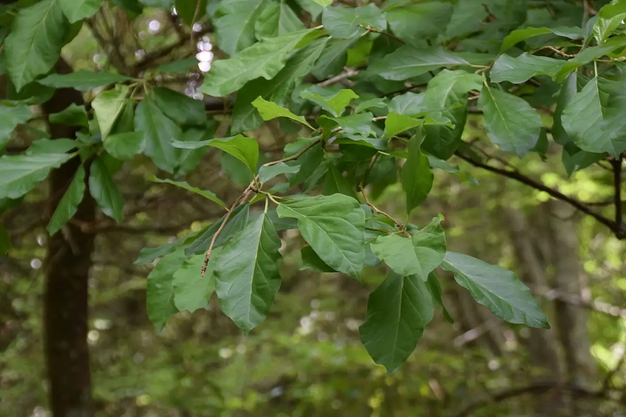柘 (Cudrania tricuspidata) — 主图