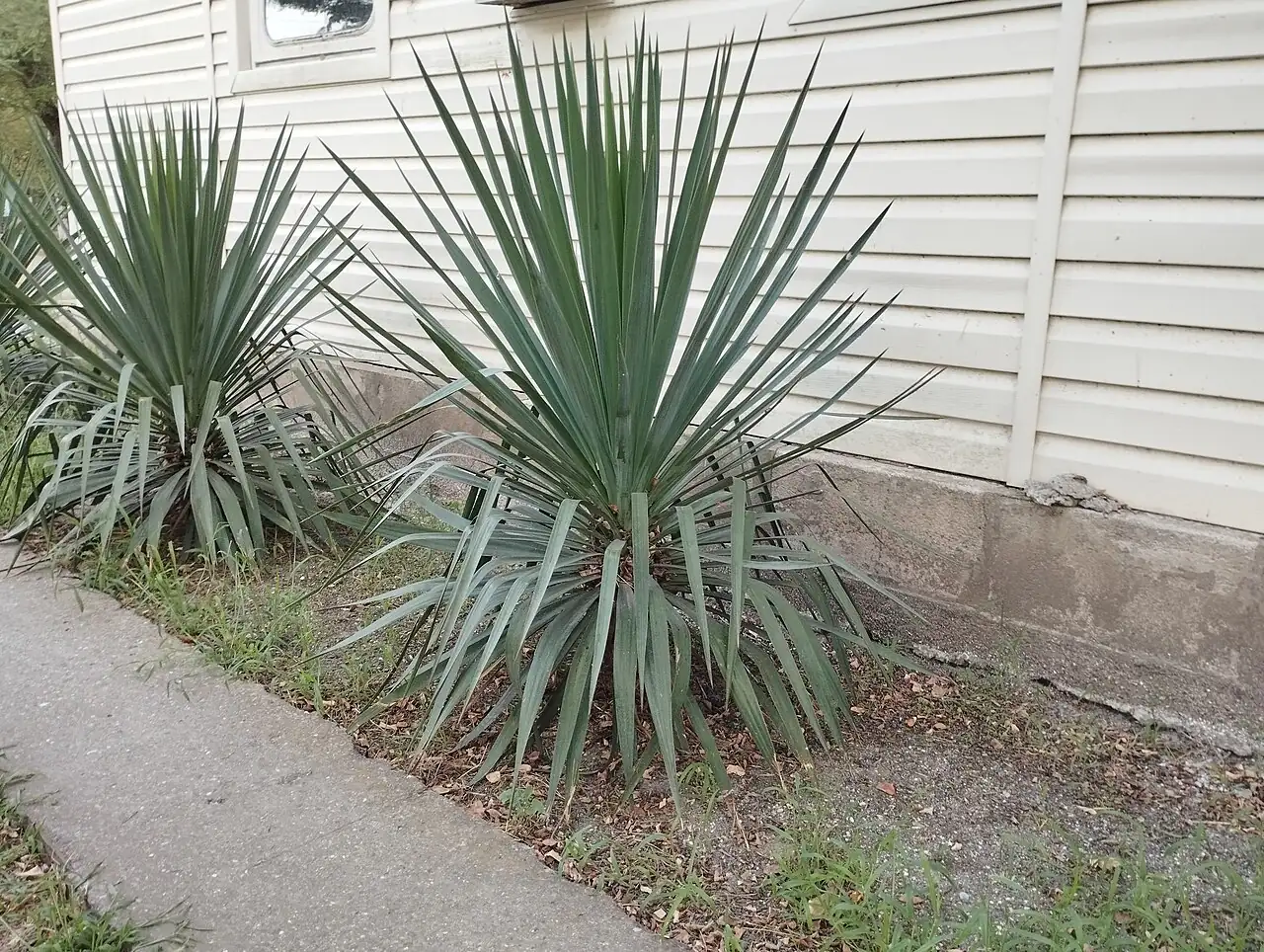 凤尾丝兰 (Yucca gloriosa) — 环境展示