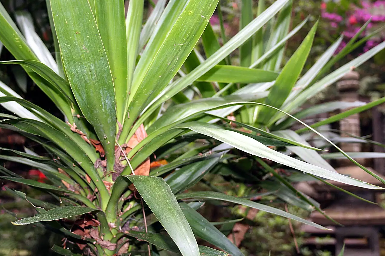 凤尾丝兰 (Yucca gloriosa) — 更多视角