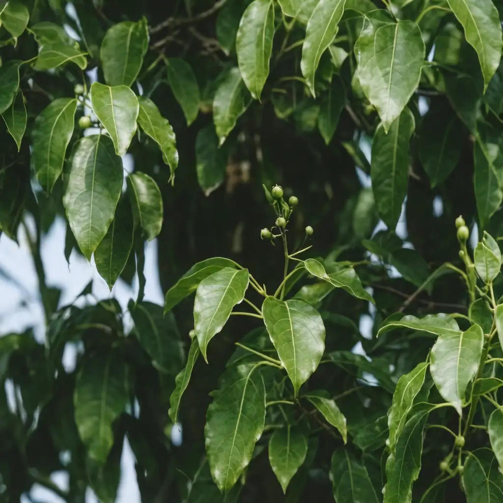 香樟 (Cinnamomum camphora) — 细节
