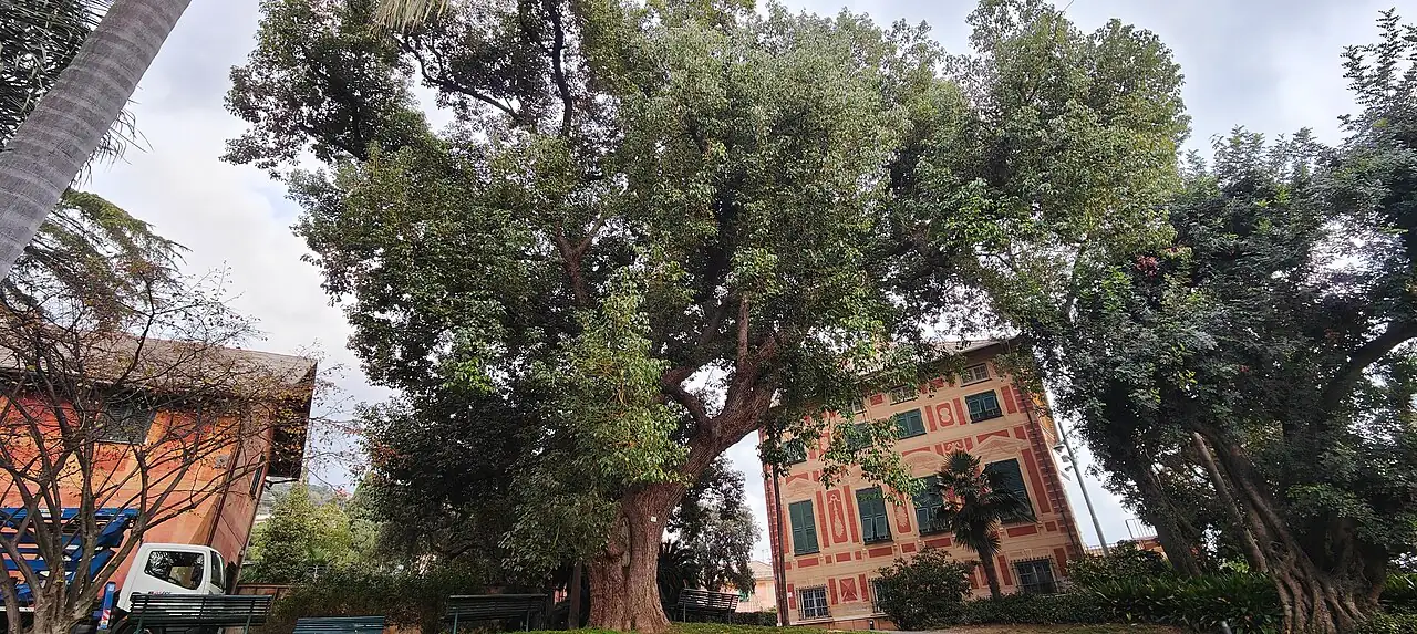 香樟 (Cinnamomum camphora) — 环境展示
