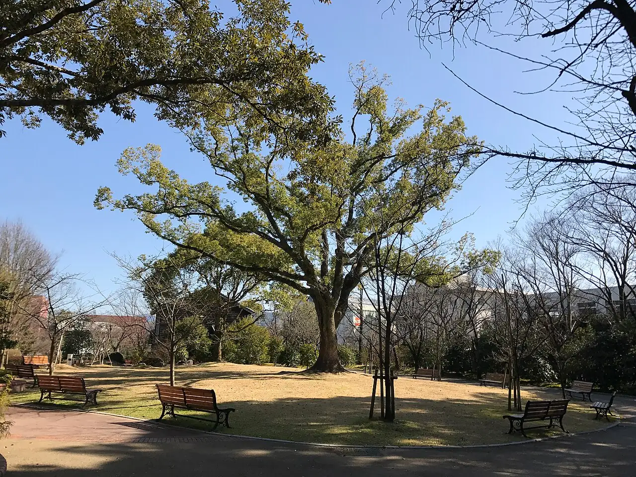 香樟 (Cinnamomum camphora) — 更多视角