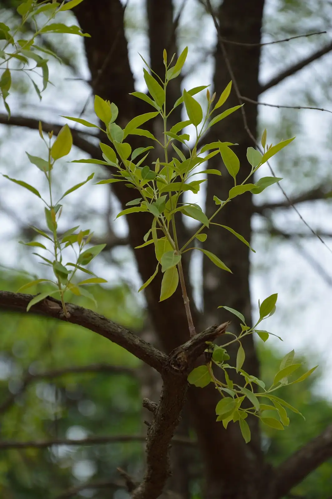 香樟 (Cinnamomum camphora) — 更多视角