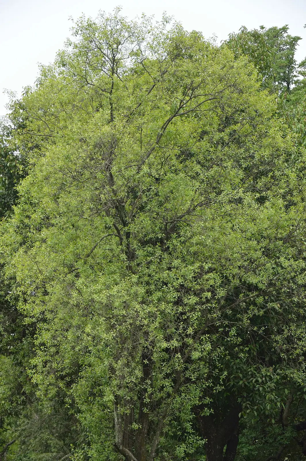 香樟 (Cinnamomum camphora) — 更多视角