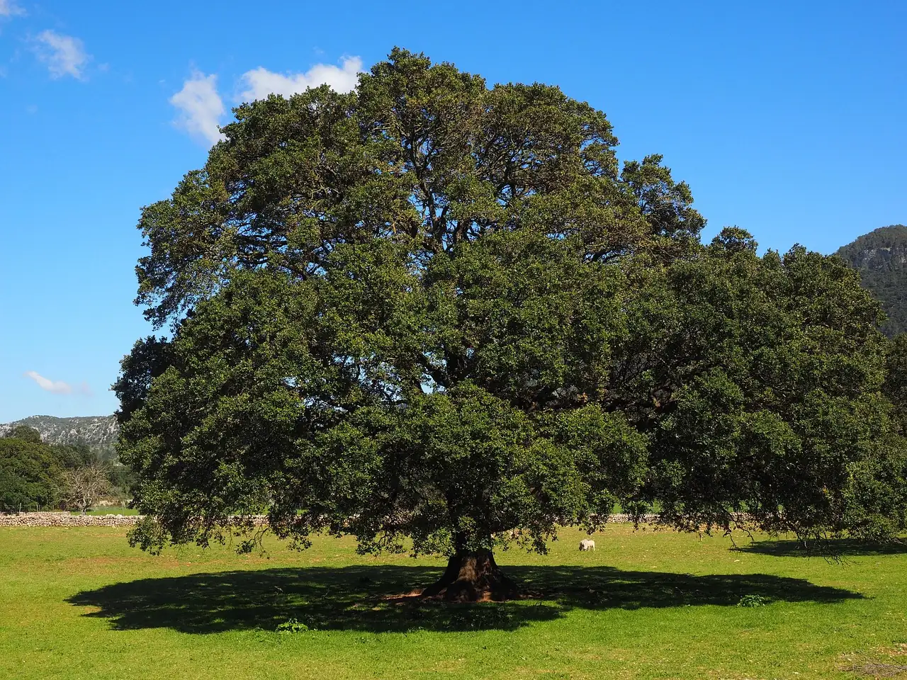 香樟 (Cinnamomum camphora) — 主图