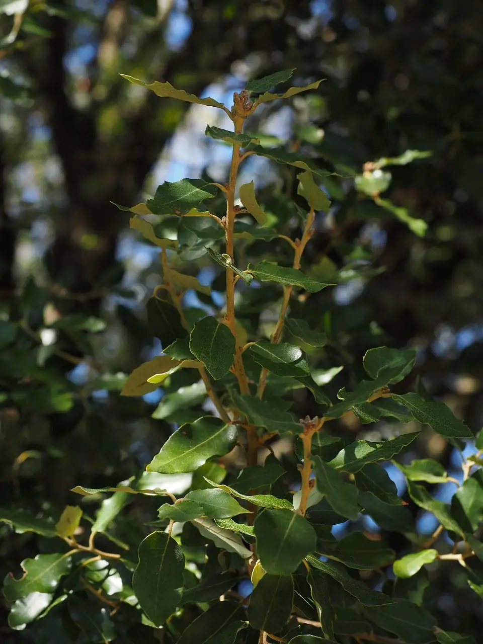 香樟 (Cinnamomum camphora) — 特写
