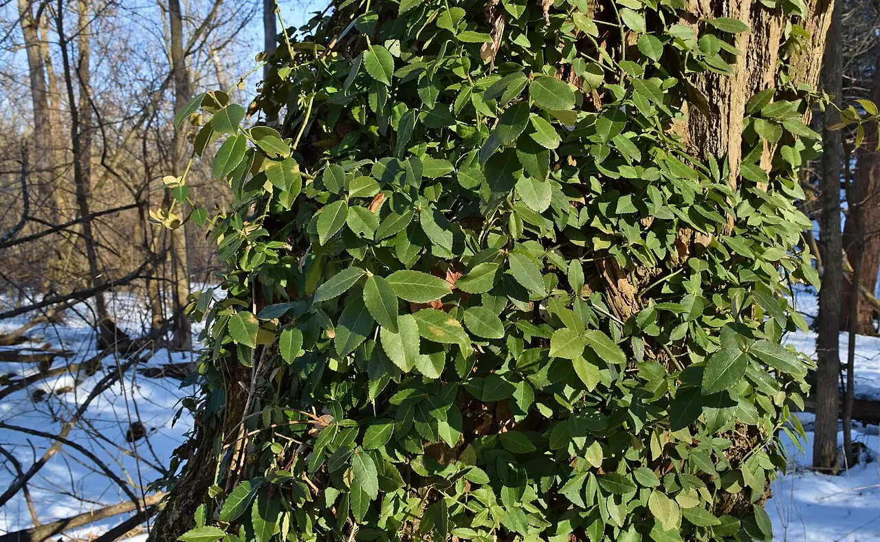 扶芳藤 (Euonymus fortunei) — 特写