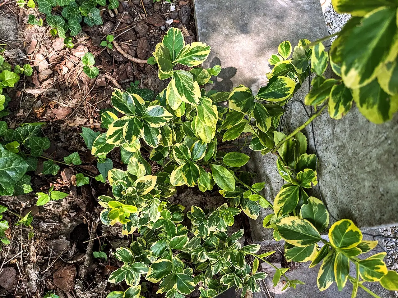 扶芳藤 (Euonymus fortunei) — 更多视角