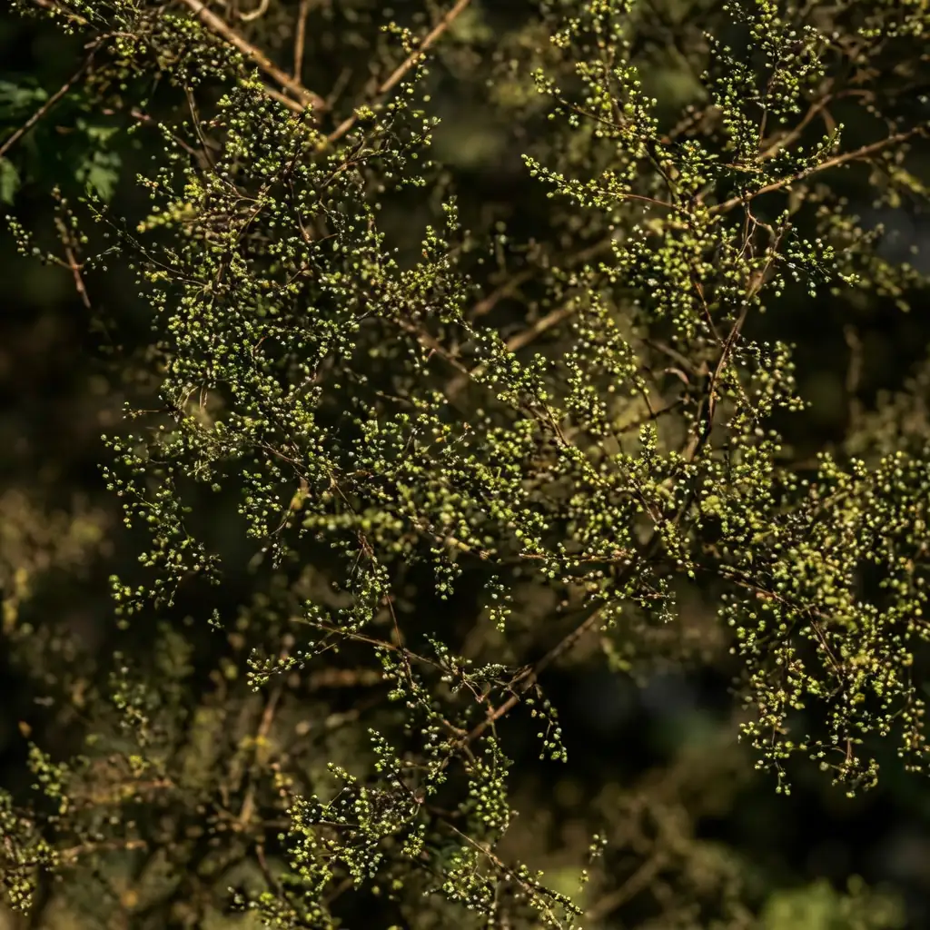 茵陈蒿 (Artemisia capillaris) — 细节