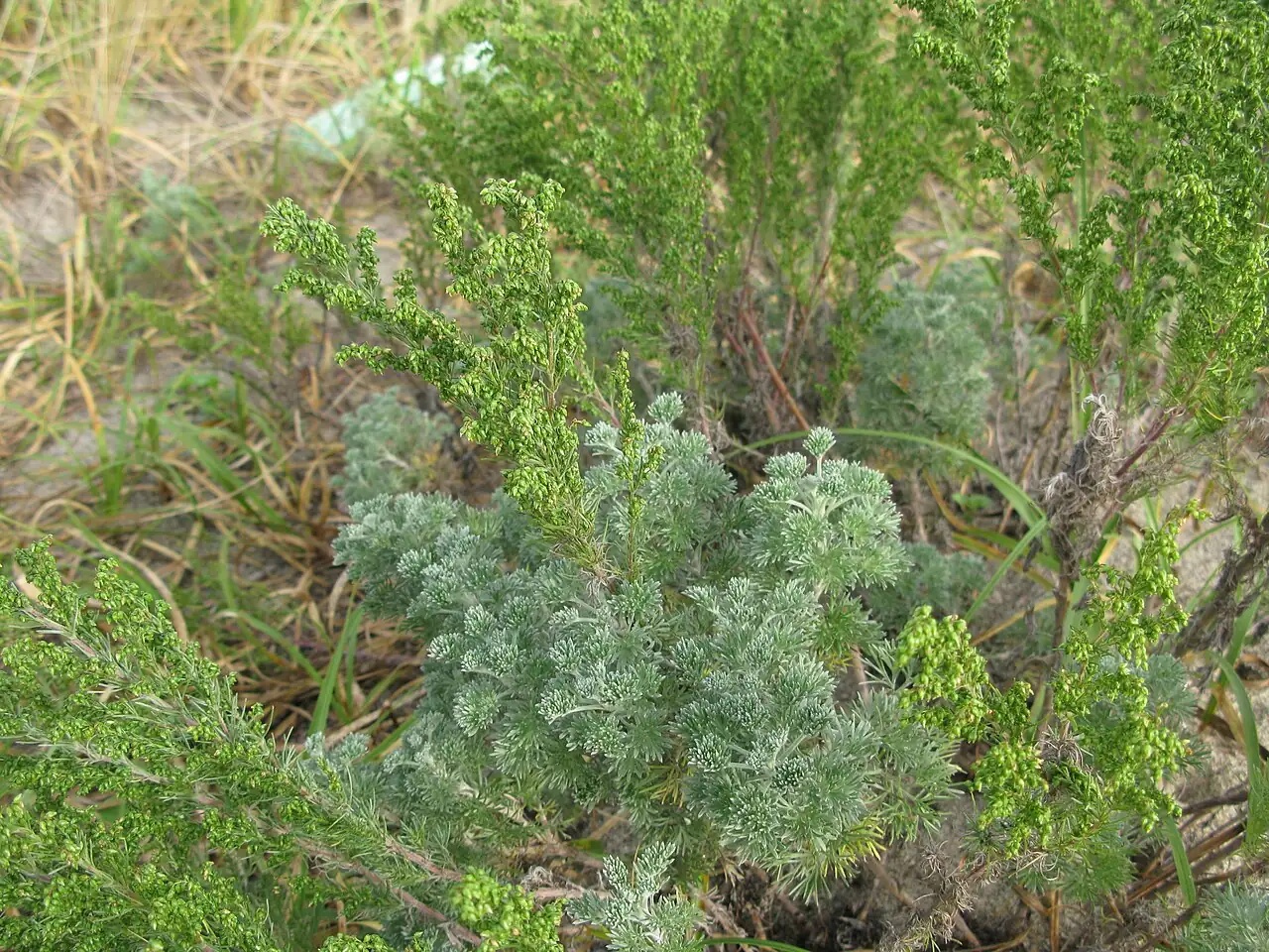 茵陈蒿 (Artemisia capillaris) — 更多视角