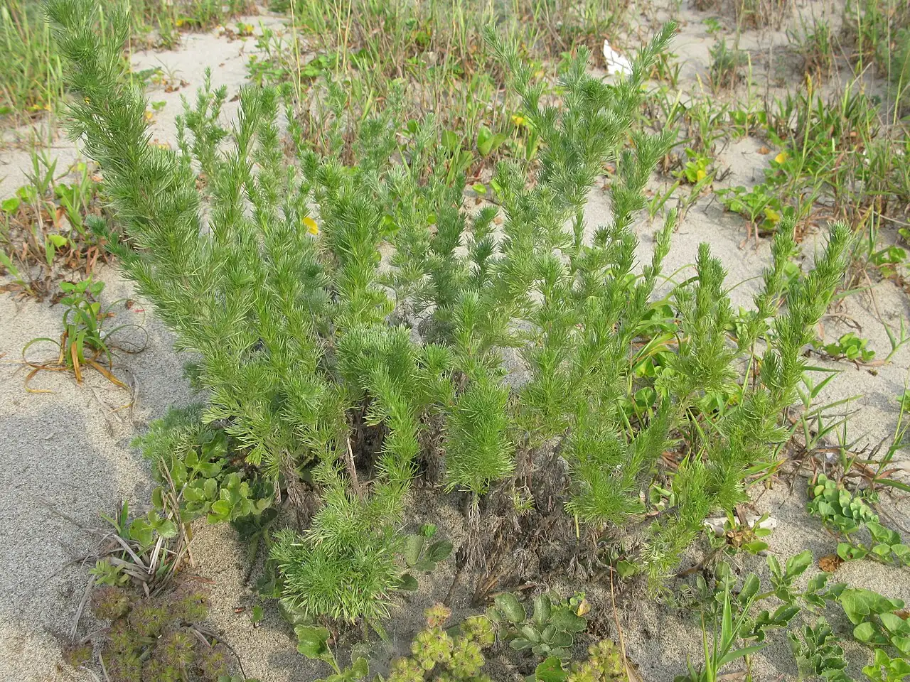 茵陈蒿 (Artemisia capillaris) — 特写