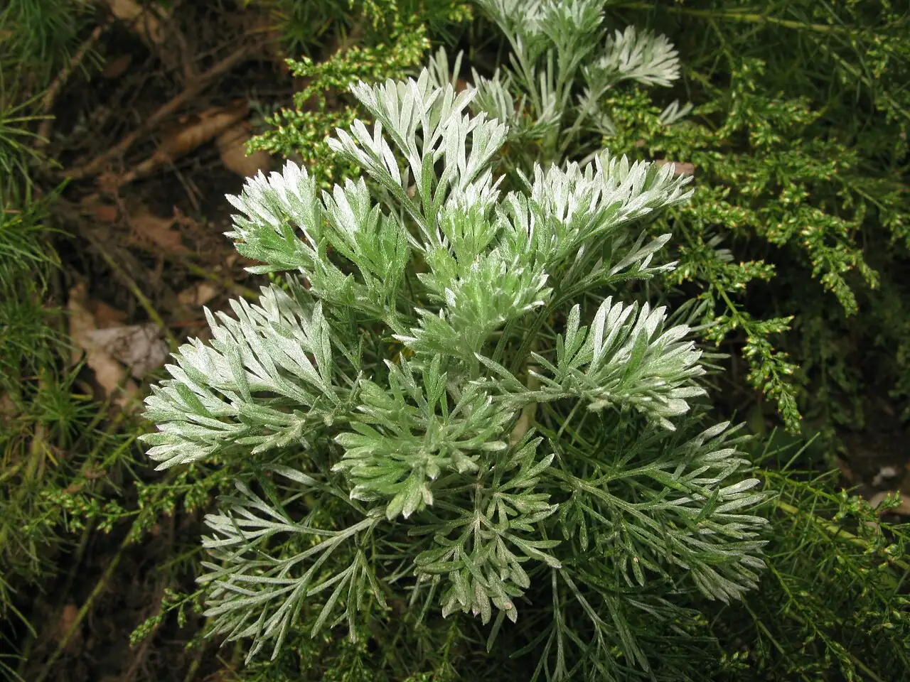 茵陈蒿 (Artemisia capillaris) — 环境展示