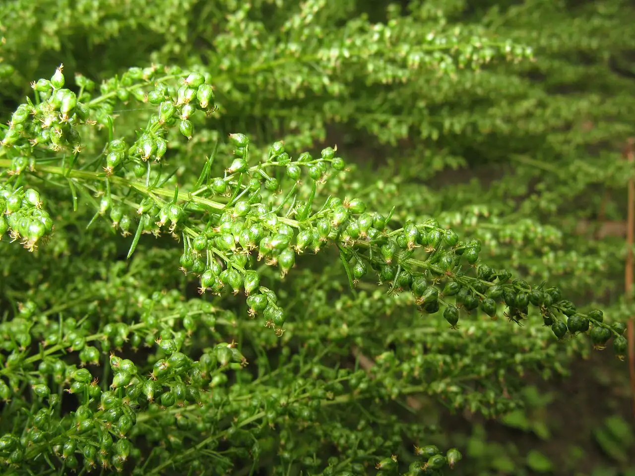茵陈蒿 (Artemisia capillaris) — 更多视角