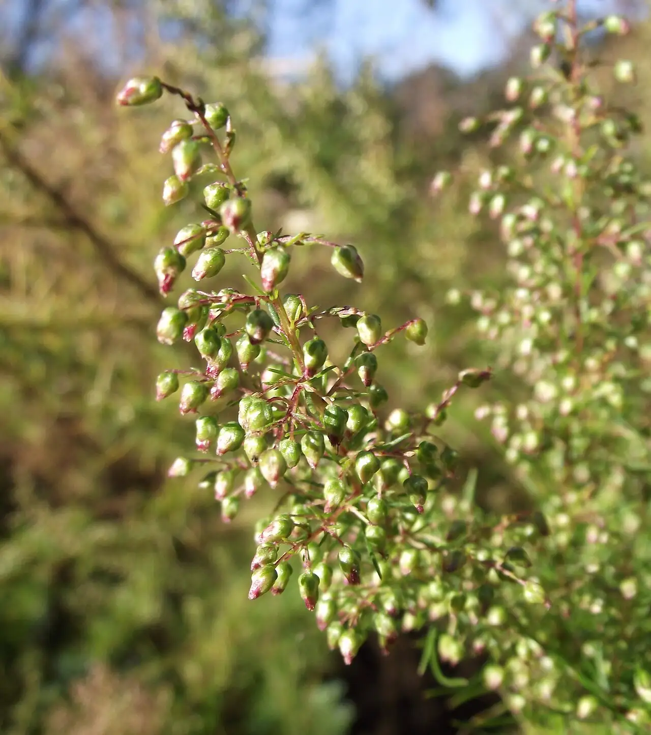 茵陈蒿 (Artemisia capillaris) — 更多视角