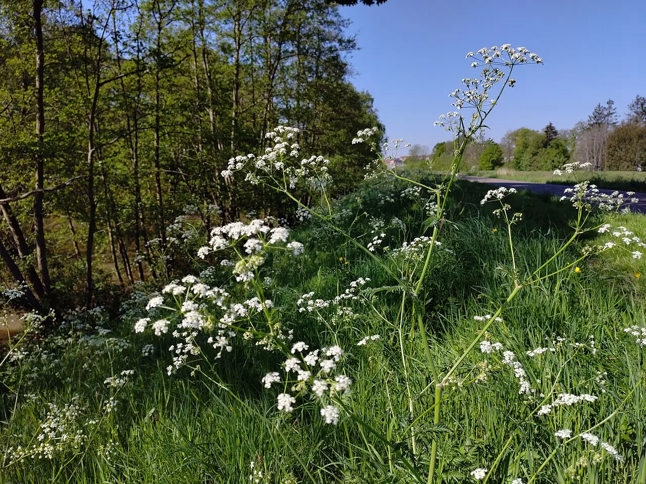 峨参 (Anthriscus sylvestris) — 主图