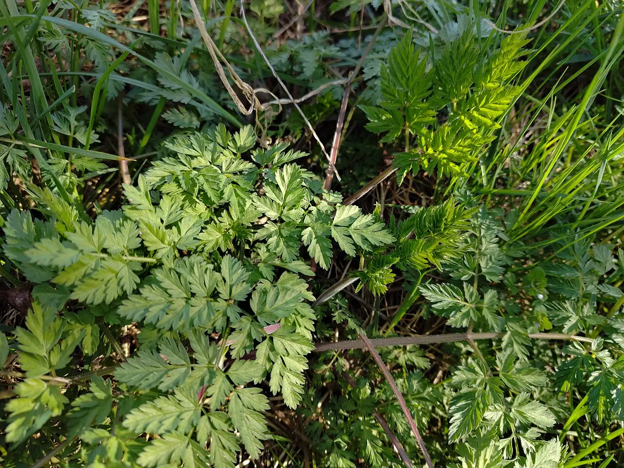 峨参 (Anthriscus sylvestris) — 环境展示